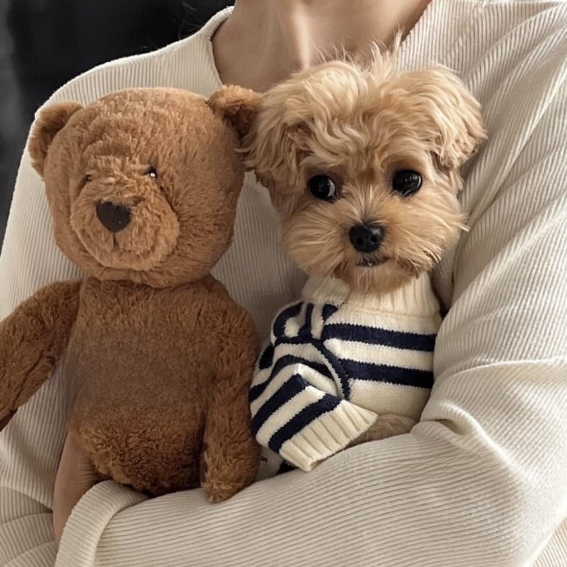 Pullover für Haustiere